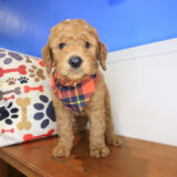 Ransom Mini Goldendoodle 02
