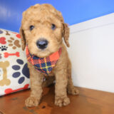 Ransom Mini Goldendoodle 03