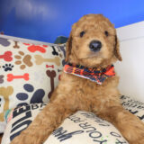 Ransom Mini Goldendoodle 04