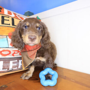 Renji Dachshund 01
