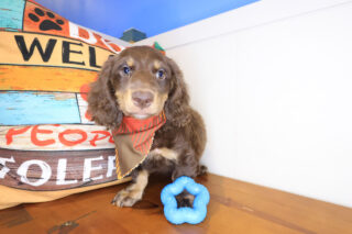 Renji Dachshund 01