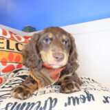 Renji Dachshund 02