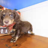 Renji Dachshund 03