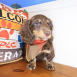 Renji Dachshund 04