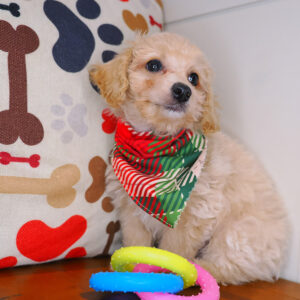 Ridge Bichapoo 01