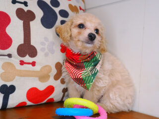 Ridge Bichapoo 01