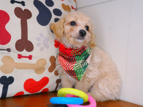 Ridge Bichapoo 01
