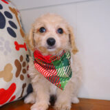 Ridge Bichapoo 02