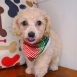 Ridge Bichapoo 04