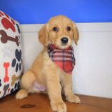Ripley Golden Retriever 01