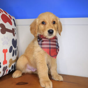Ripley Golden Retriever 01