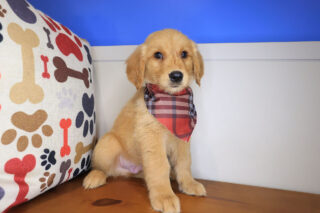 Ripley Golden Retriever 01