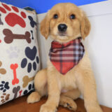 Ripley Golden Retriever 02