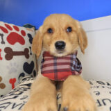 Ripley Golden Retriever 03