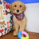 Ripley Golden Retriever 04