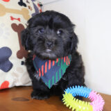 Ripper Shihpoo 01