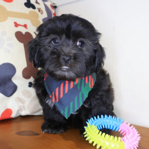 Ripper Shihpoo 01
