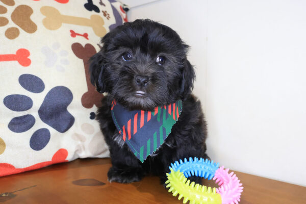 Ripper Shihpoo 01