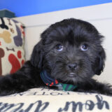 Ripper Shihpoo 02