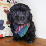 Ripper Shihpoo 03