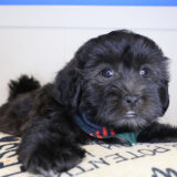 Ripper Shihpoo 04