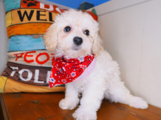 River Bichapoo 01
