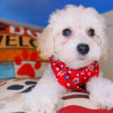 River Bichapoo 02