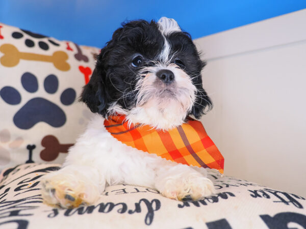 Rocko Shihpoo 01