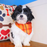 Rocko Shihpoo 02