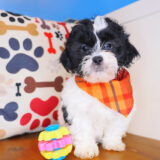 Rocko Shihpoo 03