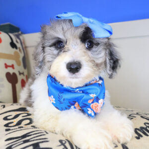 Ruby Bichapoo 01