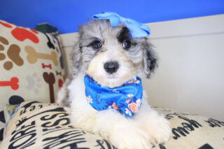 Ruby Bichapoo 01