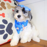 Ruby Bichapoo 02