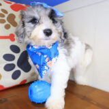 Ruby Bichapoo 03