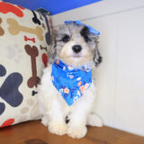 Ruby Bichapoo 04