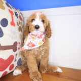 Saffy Irish Doodle 01