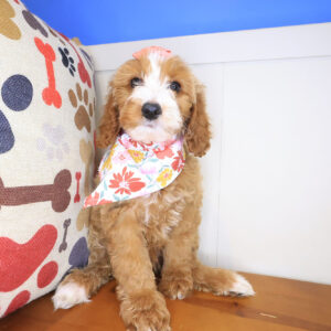 Saffy Irish Doodle 01