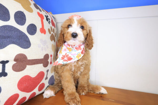 Saffy Irish Doodle 01
