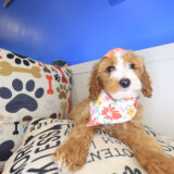 Saffy Irish Doodle 02