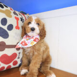 Saffy Irish Doodle 03