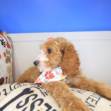 Saffy Irish Doodle 04