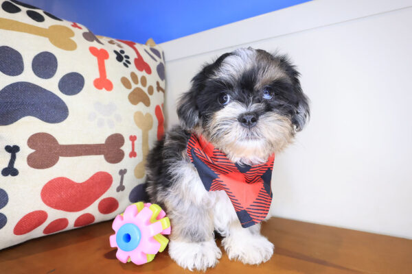 Salem Shihpoo 01