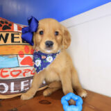 Sassy Golden Retriever 01