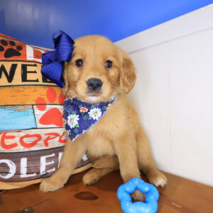 Sassy Golden Retriever 01
