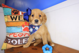 Sassy Golden Retriever 01