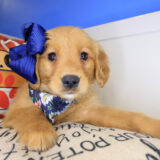 Sassy Golden Retriever 02