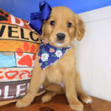 Sassy Golden Retriever 03