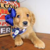 Sassy Golden Retriever 04