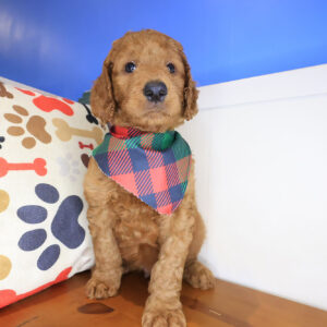 Schnitzel Mini Goldendoodle 01
