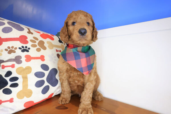 Schnitzel Mini Goldendoodle 01